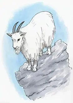 Illustration of Rocky Mountain Goat (Oreamnos americanus) standing on rock