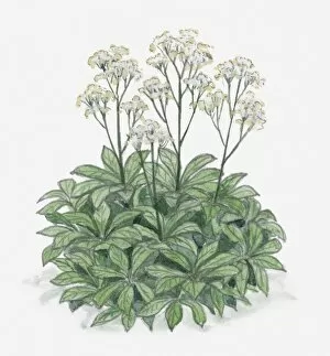 Illustration of Rodgersia with clusters of white flowers on long stems with leave at base
