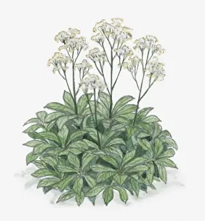 Bunch Of Flowers Prints: Illustration of Rodgersia with clusters of white flowers on long stems with leave at base