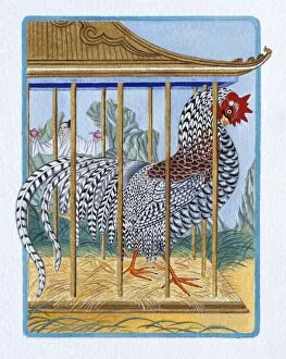 Animal Representation Collection: Illustration of Rooster in the Cage, representing Chinese Year Of The Rooster