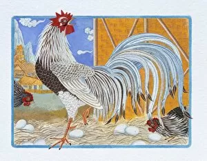 Images Dated 25th August 2009: Illustration of Rooster in the Hen Roost, representing Chinese Year Of The Rooster