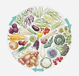 Illustration of root, brassica, and legume vegetables arranged in pie chart with direction arrow signs