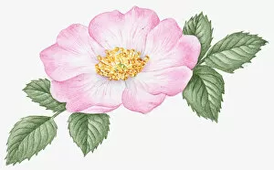 Images Dated 4th November 2008: Illustration of Rosa acicularis (Wild Rose), with pale pink flower, yellow stamen and green leaves