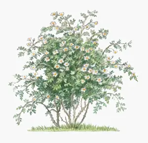 Rosa Prints: Illustration of Rosa Arvensis, abundance of white flowers and green leaves on tall stems