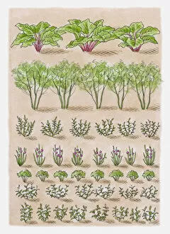Illustration of rosemary, chives, parsley, mint, basil, globe artichokes, Jerusalem artichokes, rhub