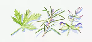 Images Dated 10th November 2008: Illustration of rosemary and clary sage leaves and flowers on stem, and green geranium leaf