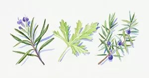 Images Dated 10th November 2008: Illustration of rosemary flowers and leaves, Juniper flowers, leaves and berries, and geranium leaf