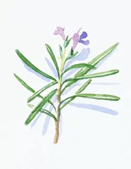 Images Dated 10th November 2008: Illustration of Rosmarinus officinalis (Rosemary), pale purple flowers and green