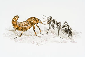 Illustration of Rove Beetle (Staphylinidae) fighting with Ant (Formicidae)