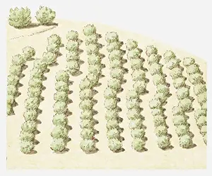 Illustration of rows of trees near San Andreas fault line that have moved sideways from the rest of the orchard due to earth movements