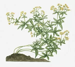 Illustration of Rubia tinctorum (Common Madder, Dyers Madder) bearing yellow flowers on long curving prickly stems