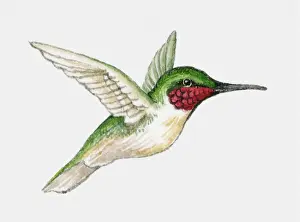 Illustration of a Ruby-throated hummingbird (Archilochus colubris) in flight, side view