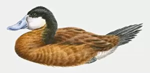 Images Dated 2nd March 2010: Illustration of a Ruddy duck (Oxyura jamaicensis), side view