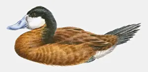 Duck Prints: Illustration of a Ruddy duck (Oxyura jamaicensis), side view