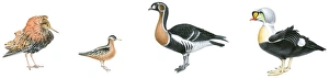 Visit Collection: Illustration of Ruff (Philomachus pugnax), Red Phalarope (Phalaropus fulicarius)