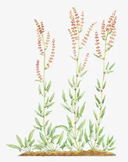 Slender Prints: Illustration of Rumex acetosella (Sheeps sorrel), red flowers on slender stems