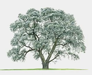 Images Dated 2nd September 2009: Illustration of Salix alba (White Willow), a large deciduous tree