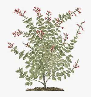 Cylinder Prints: Illustration of Salvia elegans (Pineapple Sage) bearing tubular red flowers