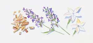 Lavender Prints: Illustration of sandalwood wood chips lavender flowers on stem, and two Jasmine flowers