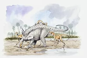 Illustration of a Sauropelta under attack by a pack of Deinonychus theropod dinosaurs, Cretaceous period