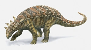 Images Dated 22nd March 2010: Illustration of Sauropelta dinosaur, side view