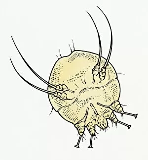 Symbiotic Relationship Collection: Illustration of Scabies Mite (Sarcoptes scabiei )