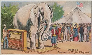 Illustration of Scale Weighing Large Elephant