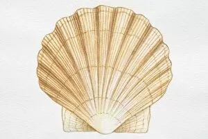 Animal Shell Collection: Illustration, Scallop with fan-shaped shell