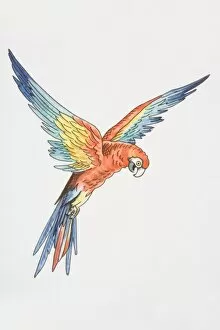 Illustration, Scarlet Macaw (ara macao) with wings outspread, side view