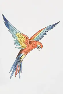 Illustration, Scarlet Macaw (ara macao) with wings outspread, side view