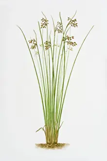 Illustration of Schoenoplectus Lacustris (Common Club-rush)