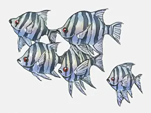 Shoal Prints: Illustration of Scissortail sergeant (Abudefduf sexfasciatus)