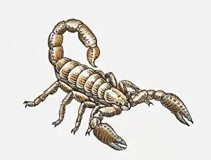Images Dated 22nd April 2010: Illustration of scorpion