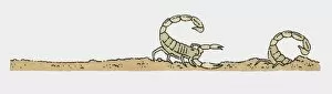 Images Dated 15th October 2009: Illustration of scorpion behind scorpion hiding in sand
