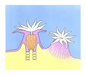 Illustration of Sea Anemone (Actiniaria) and cross section