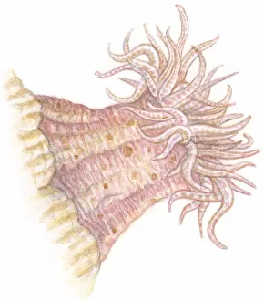 Illustration of Sea Anemone (Actiniaria) with soft column, and long, wispy tentacles having poisonous sting