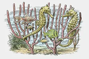 Ocean Floor Prints: Illustration of sea horses and fish swimming in reefs on ocean floor