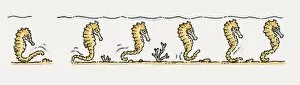 Images Dated 9th October 2009: Illustration of Sea Horses (Hippocampus) moving along seabed