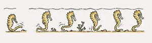 Illustration of Sea Horses (Hippocampus) moving along seabed