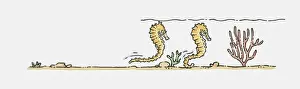 Sea Horse Prints: Illustration of Sea Horses (Hippocampus) swimming underwater