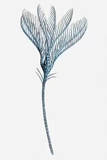 Illustration of a Sea lily (Ptilocrinus pinnatus)