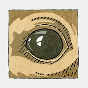 Illustration of Sea Lion, eye, close-up