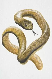 Illustration, Sea Snake (Hydrophiidae) curling and hissing