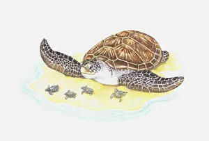 Five Animals Prints: Illustration of sea turtle with babies