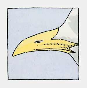 Illustration of Seagull beak