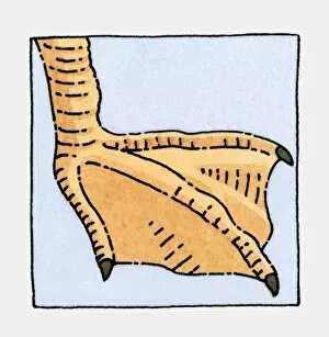 Illustration of Seagull (Laridae), webbed foot, close-up