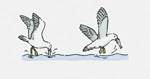 Images Dated 9th October 2009: Illustration of Seagulls catching fish in sea