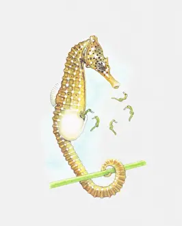 Hatching Prints: Illustration of seahorse giving birth