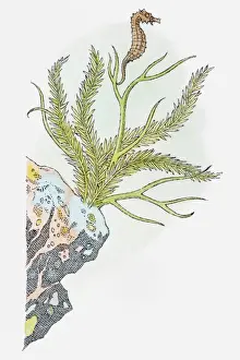 Attached Prints: Illustration of Seahorse (Hippocampus) swimming near aquatic plant attached to rock