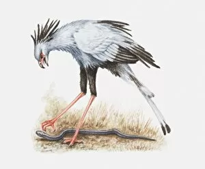 Illustration of a Secretary bird (Sagittarius serpentarius) attacking a snake